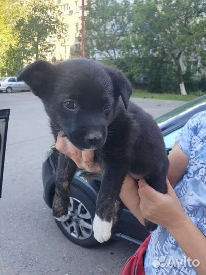 Отдам бесплатно щенки