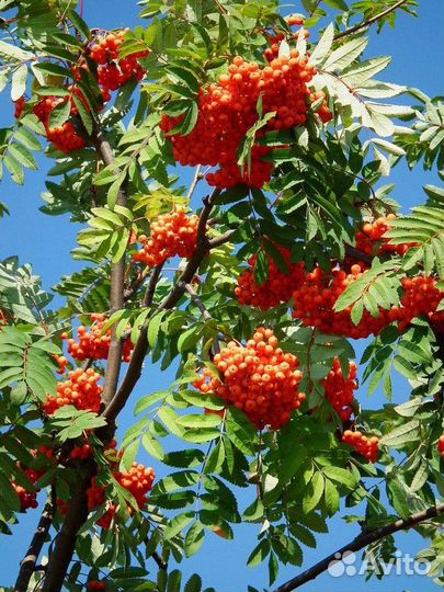 Рябина красная саженцы