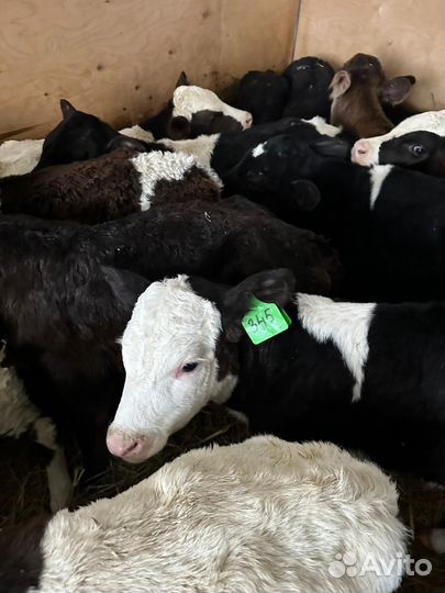 Бычки на откорм