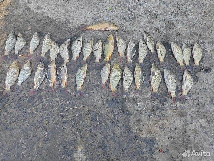 Продам свежую рыбу