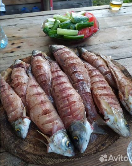 Авторский рыболовный тур на Тайменя и Хариуса