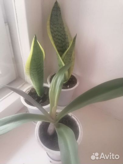 Комнатные цветы