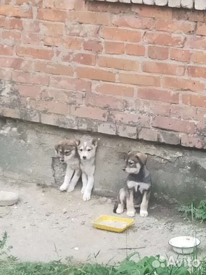 Щенки дворняжки