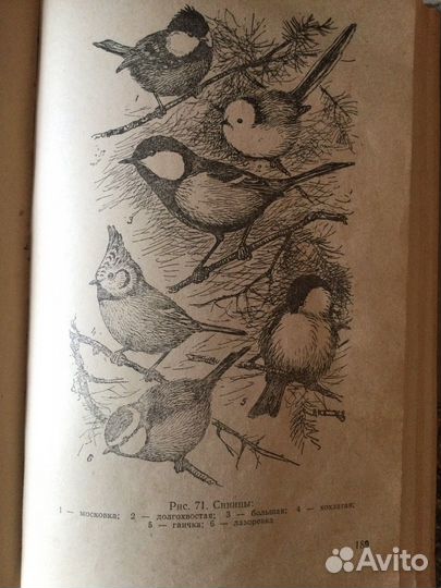 Книга Певчие птицы,Л.Б. Беме, 1956год