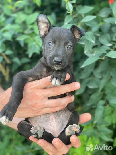 Собаки в добрые руки