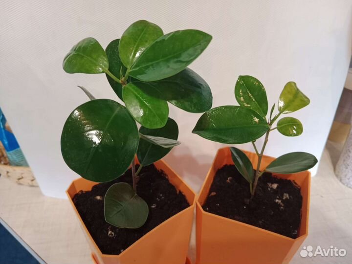 Фикус Мокламе