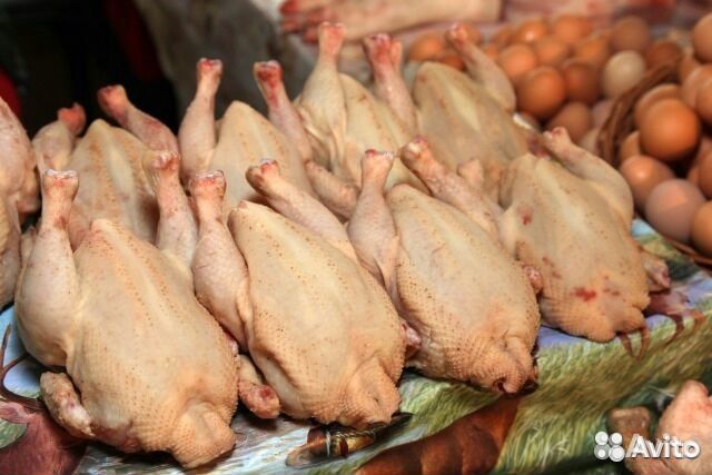 Мясо домашней птицы