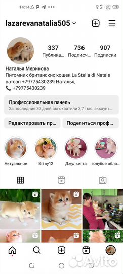 Британские котята золотая шиншилла