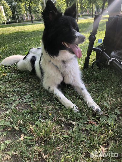 Собака в добрые руки