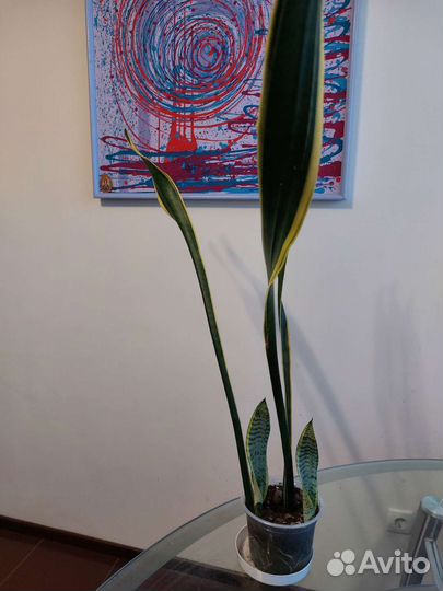 Сансевиерия лауренти