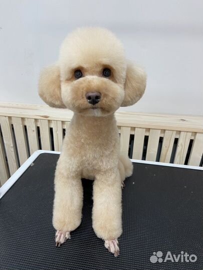 Груминг стрижка собак