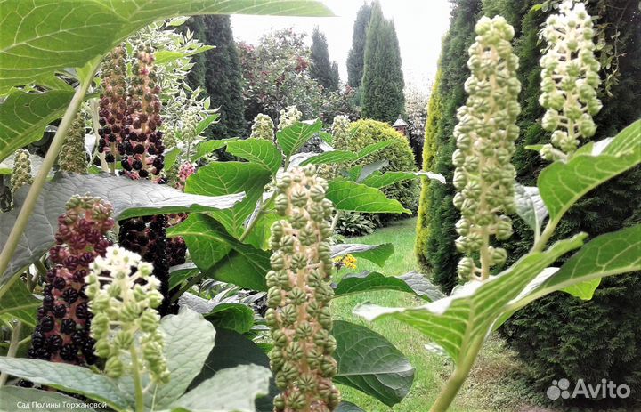 Многолетники Лаконос и другие