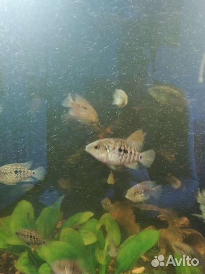 Аквариум.Рыба, цихлозома бриллиантовая, алуокара