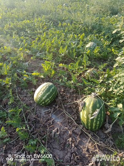 Арбуз
