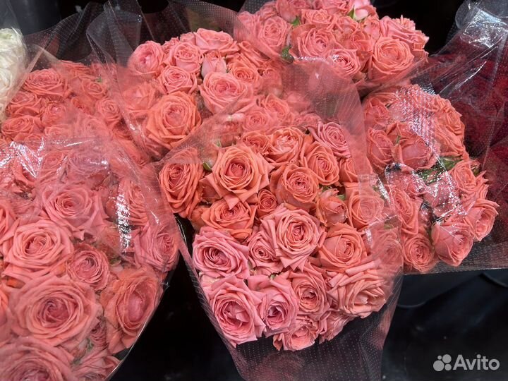 Роза кустовая