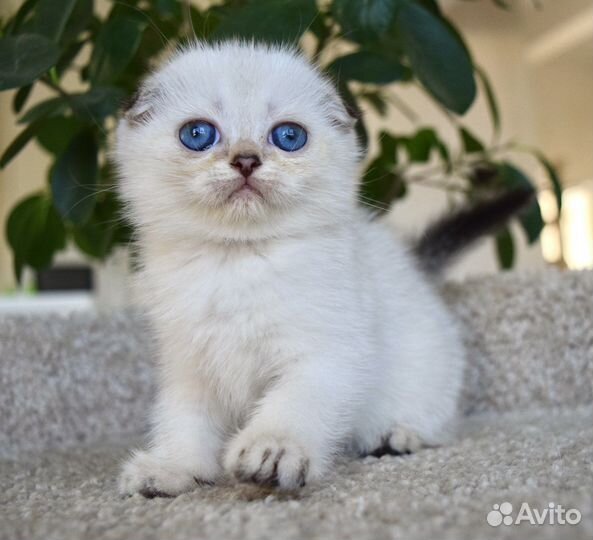 Шотландская