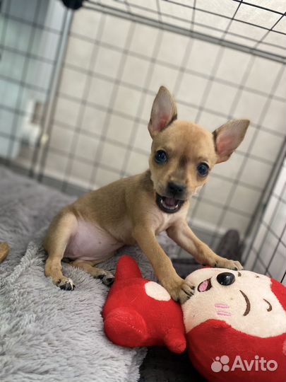 Щенок мини той-терьер (девочка)