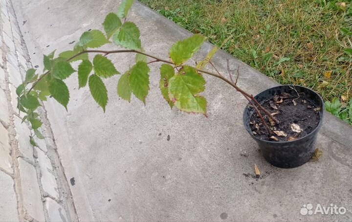 Саженцы ежевики