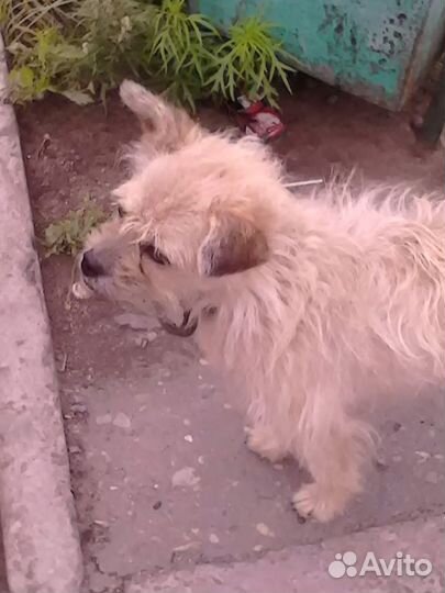 Нашлась собака