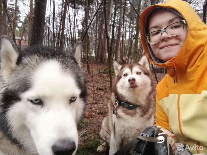 Выгул собак