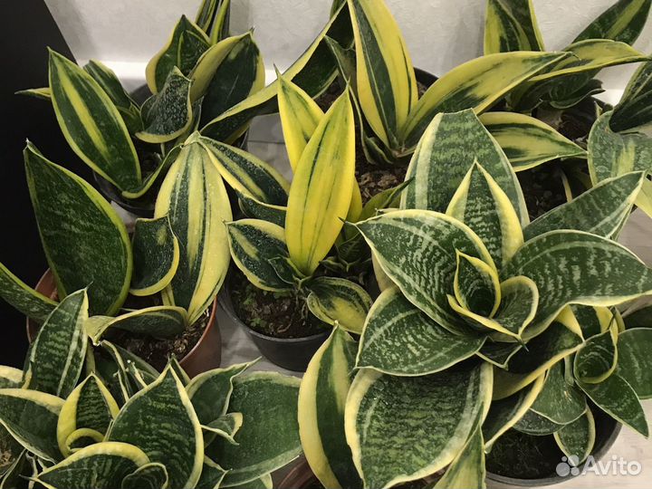 Сансевиерия Голден Флейм и Ханни Маргината