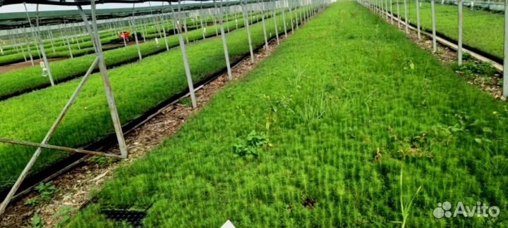 Саженцы ели зкс