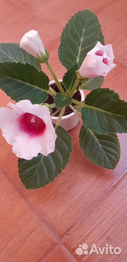 Глоксиния цветущая