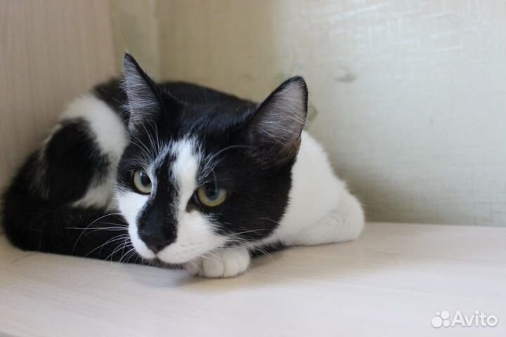 Котик-подросток в добрые руки