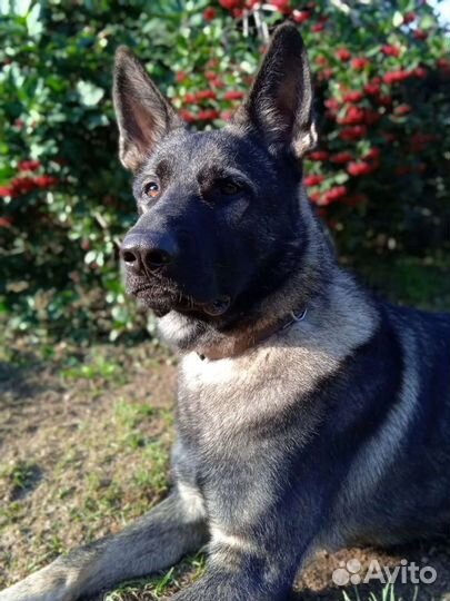 Вязка кобеля