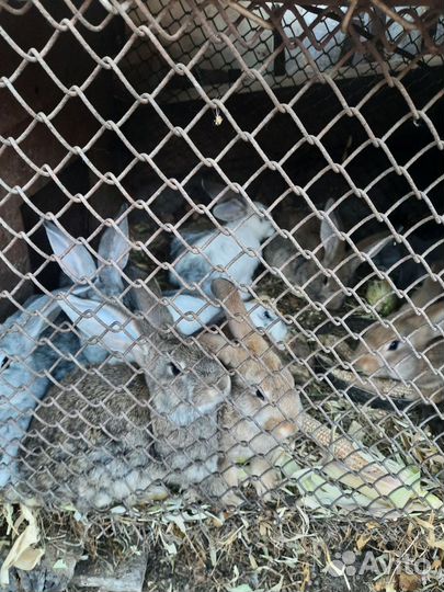 Кролики Фландр,рекс,калифорнийцы