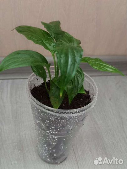 Спатифиллум