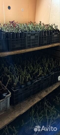 Кусты Роз оптом