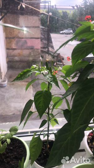 Комнатные цветы