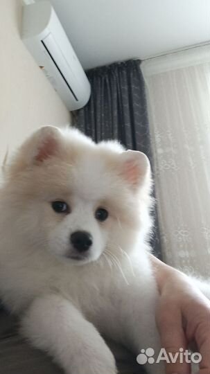 Шпиц немецкий