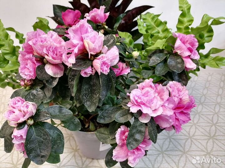 Азалия, Асплениум Криспи Вейв, Кротоны