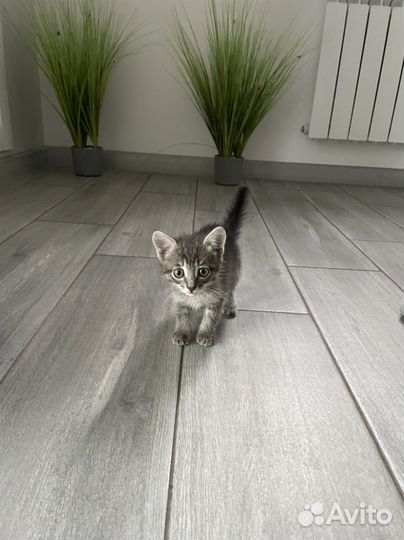 Котик в добрые руки