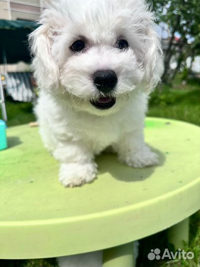 Щенки бишон фризе