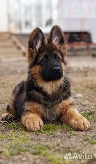 Щенки немецкой овчарки