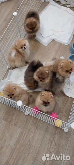 Померанские мишки шпицы мини
