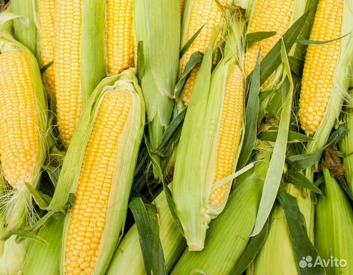 Кукуруза пионер