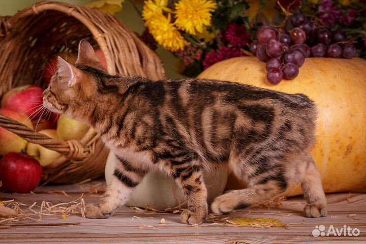 Котята курильского бобтейла