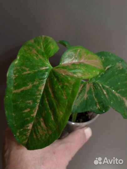 Сингониум яичница вар