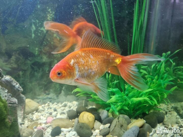 Золотая рыбка