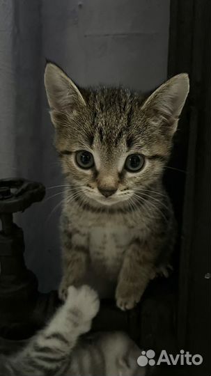 Британские котята