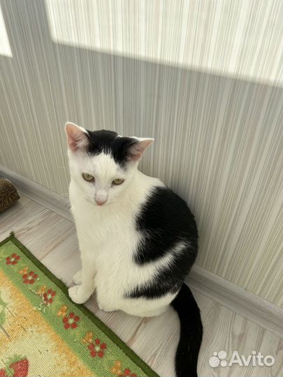 Кот годовалый, здоровый