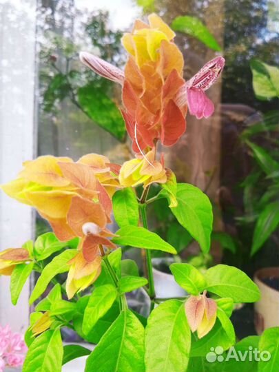 Комнатные растения,Сингониумы