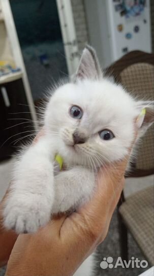 Отдам котят в добрые руки