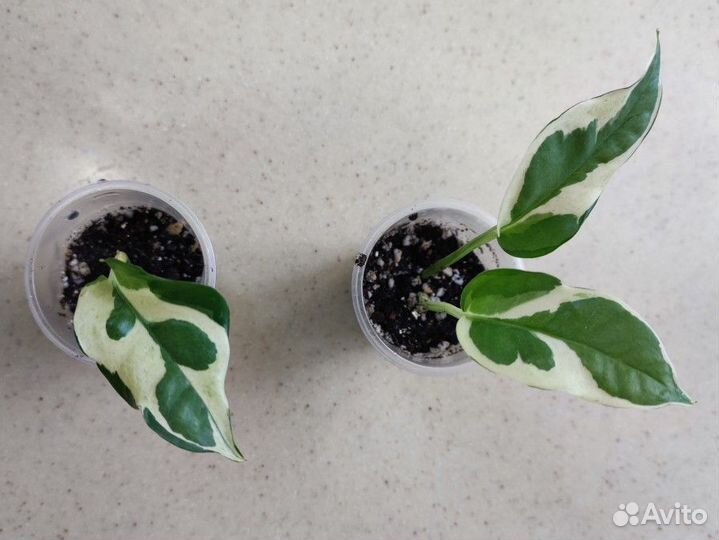 Эпипремнумы и сциндапсусы 4 сорта