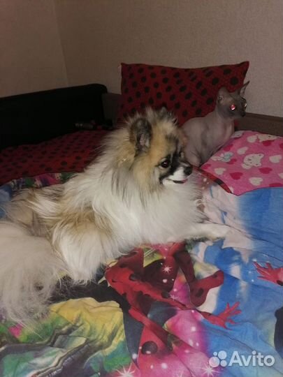 Передержка собак/кошек.Зооняня.Выгул собак