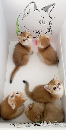 Золотые котята